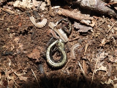 Plethodon hubrichti