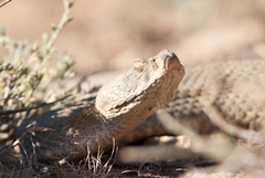Macrovipera lebetinus