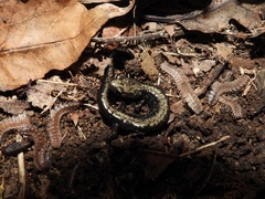 Plethodon hubrichti