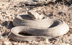 Macrovipera lebetinus