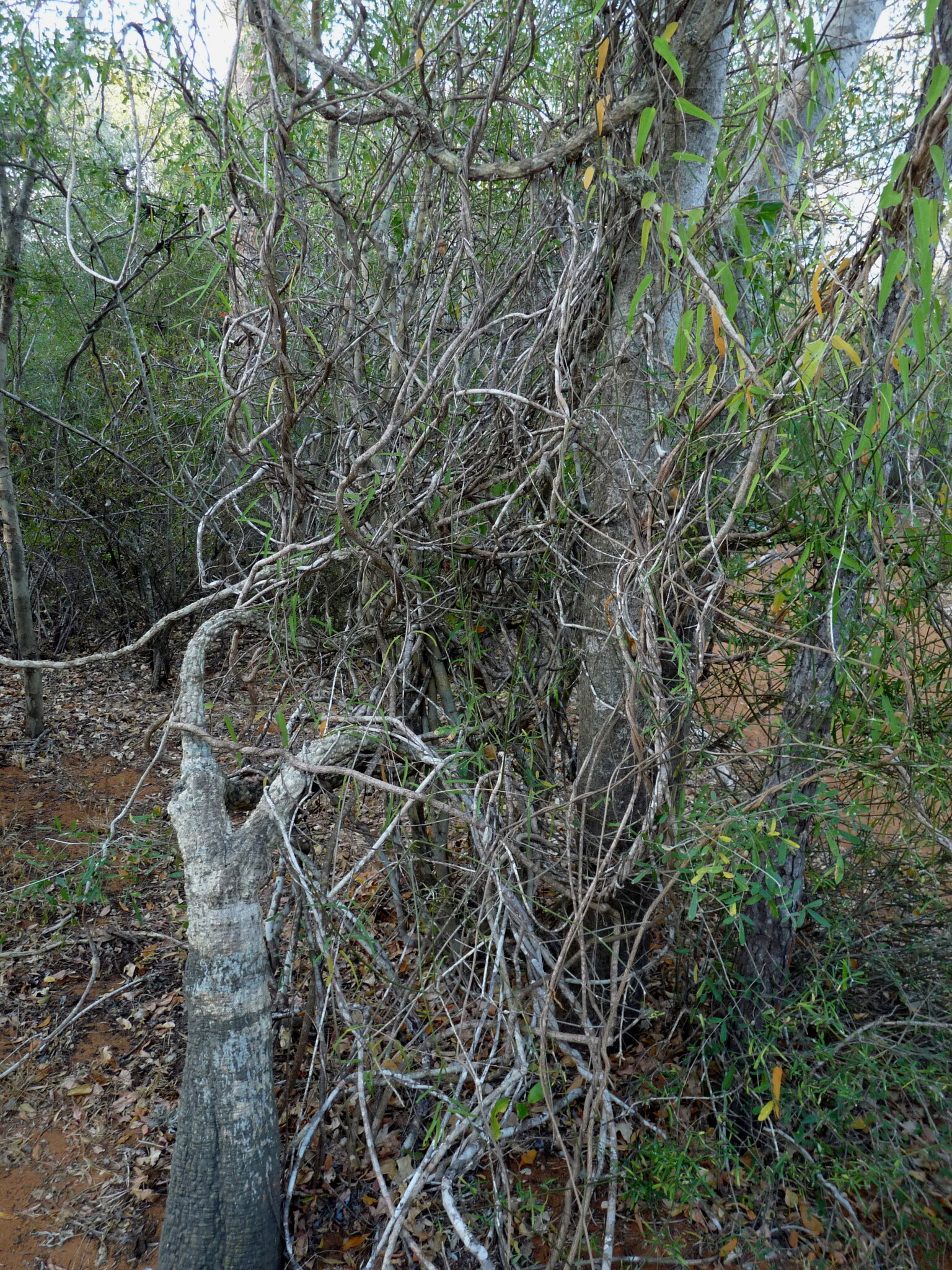 Adenia olaboensis