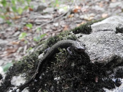 Plethodon hubrichti