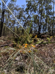 Daviesia wyattiana