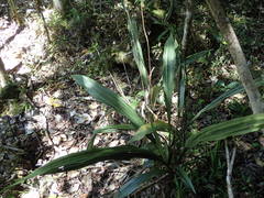 Phaius pulchellus