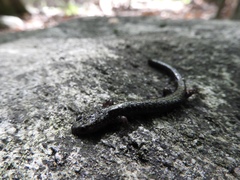 Plethodon hubrichti