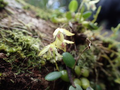 Bulbophyllum melleum image