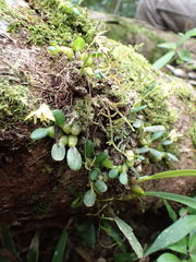 Bulbophyllum melleum image