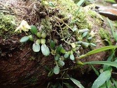 Bulbophyllum melleum image