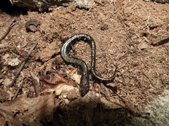 Plethodon hubrichti