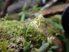 Bulbophyllum melleum image