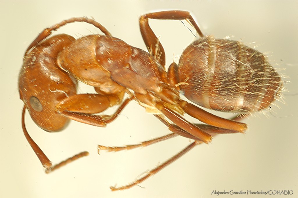 Camponotus cuauhtemoc