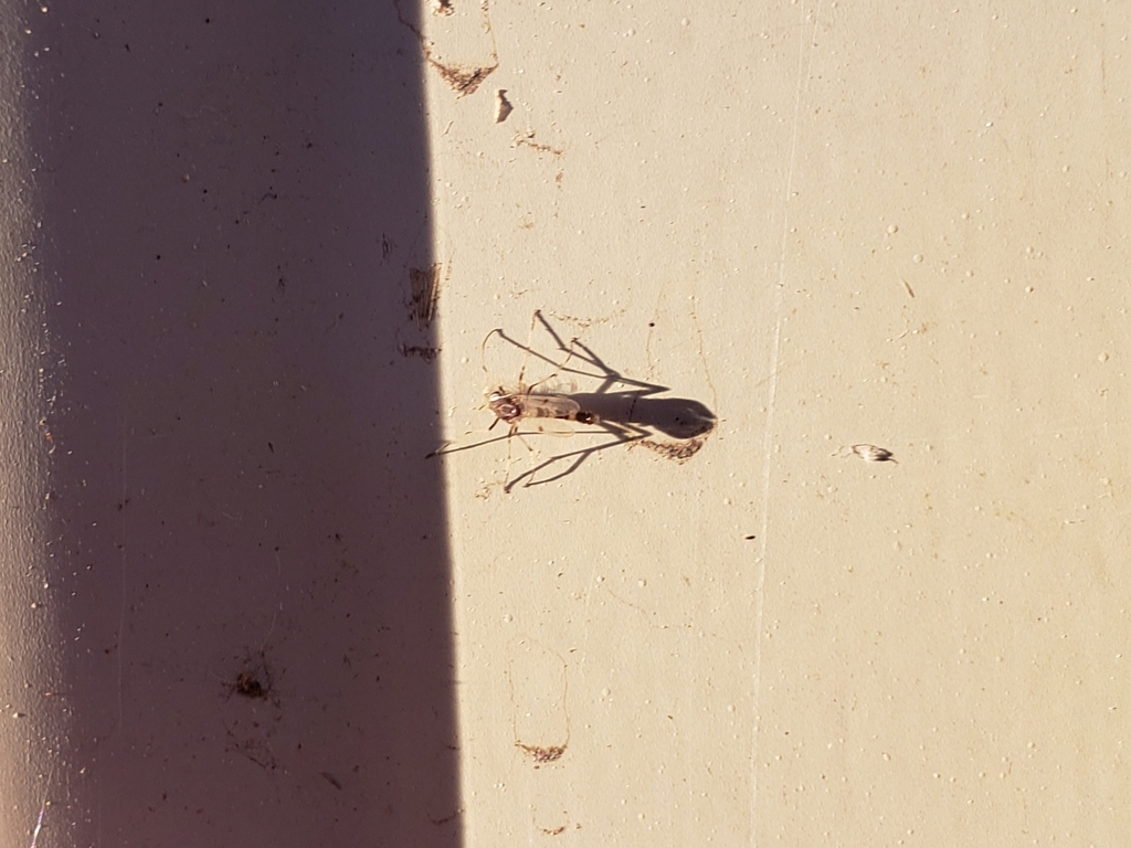 Coelotanypus scapularis