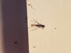 Coelotanypus scapularis