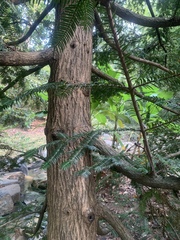 Torreya nucifera