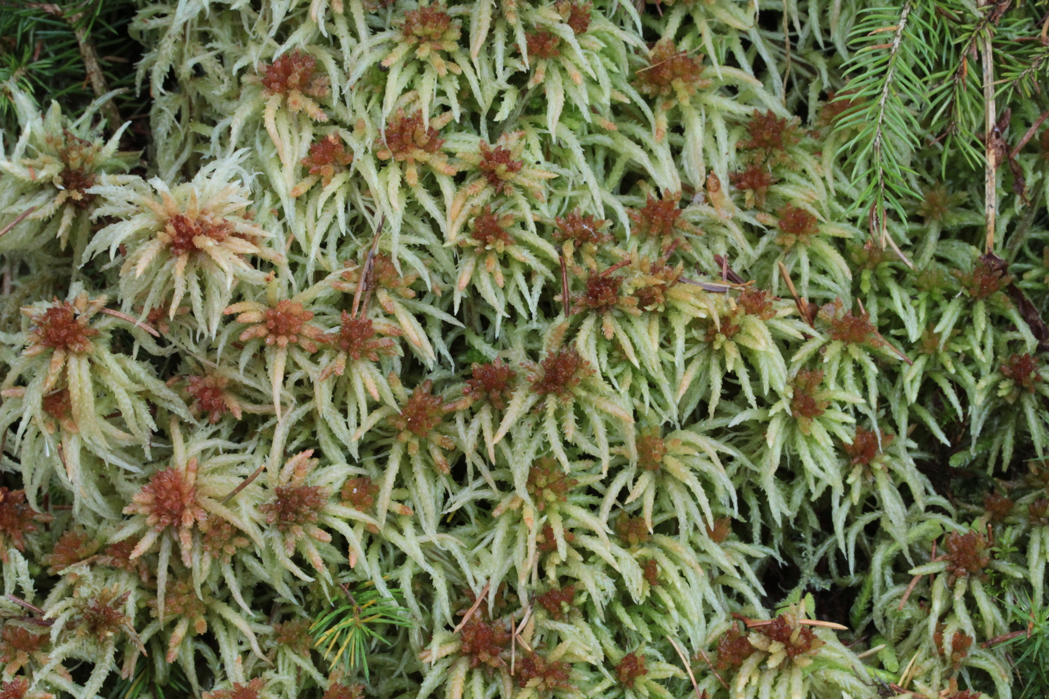 sphagnum moss (Forest Lodge Nature Trail) · iNaturalist