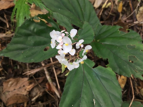Begonia insularum