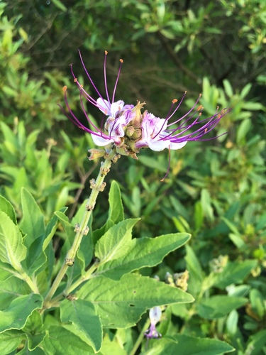 Ocimum grandiflorum image