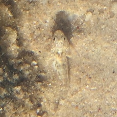Bathygobius cocosensis