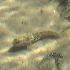 Bathygobius cocosensis