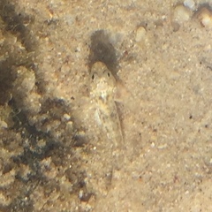 Bathygobius cocosensis