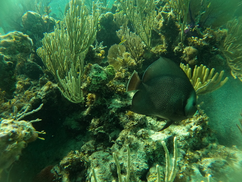 Pomacanthus arcuatus