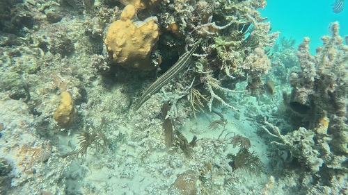 Aulostomus maculatus