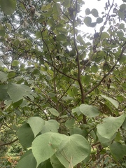 Styrax obassia