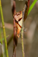 Epitymbia isoscelana