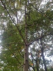 Pseudolarix amabilis