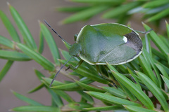Chlorochroa juniperina