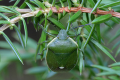 Chlorochroa juniperina