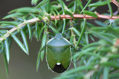 Chlorochroa juniperina
