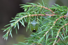 Chlorochroa juniperina