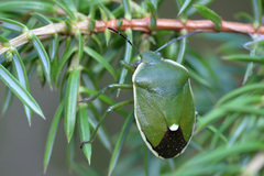 Chlorochroa juniperina