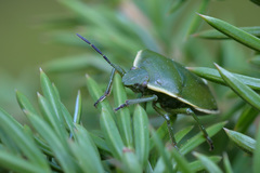 Chlorochroa juniperina