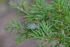 Chlorochroa juniperina