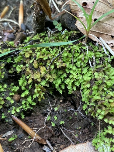 Fissidens bushii observed 2025-06-30