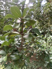 Quercus phillyreoides