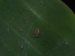 Anaxibia pictithorax