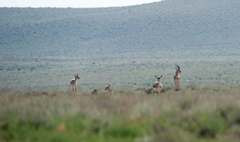 Gazella subgutturosa
