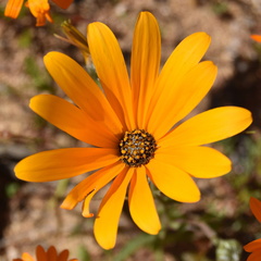 Calenduleae