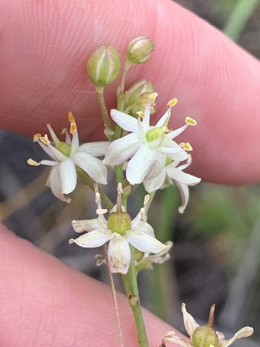 White Sunnybell (Schoenolirion albiflorum)