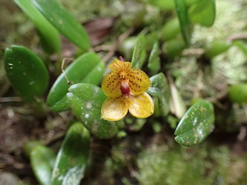 Bulbophyllum analamazoatrae