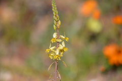 Bulbine praemorsa