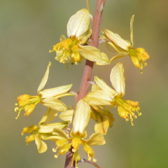 Bulbine praemorsa
