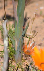Bulbine praemorsa