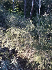 Melaleuca paludicola