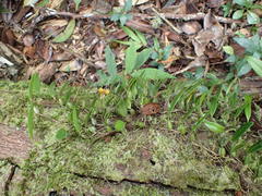 Bulbophyllum analamazoatrae image