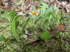 Bulbophyllum analamazoatrae image