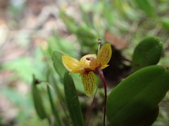 Bulbophyllum analamazoatrae image